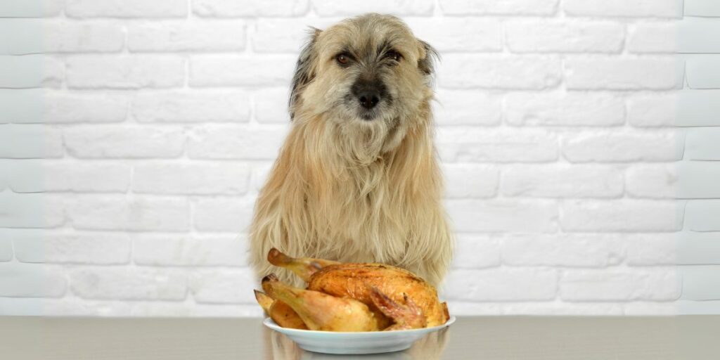 Pollo cane