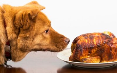 Pollo per cani: benefici nutrizionali, rischi e consigli per un’alimentazione sana
