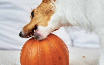 Sei sicuro che il tuo cane possa mangiare la zucca?