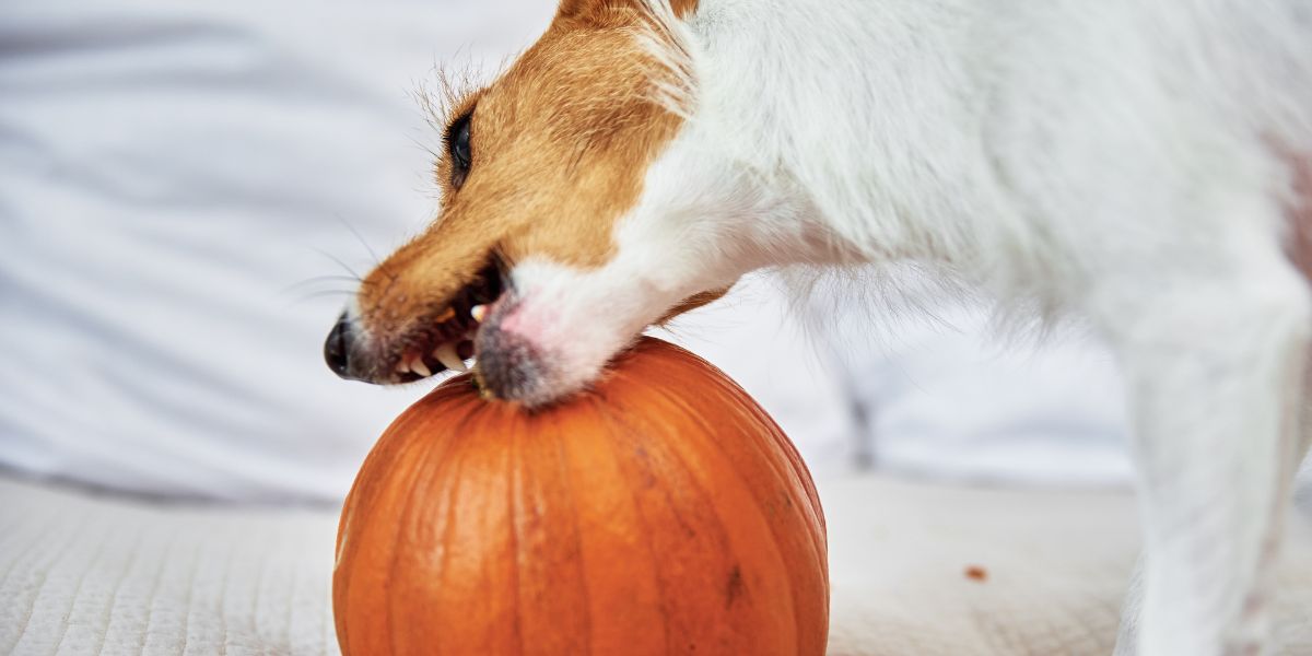 Zucca cane