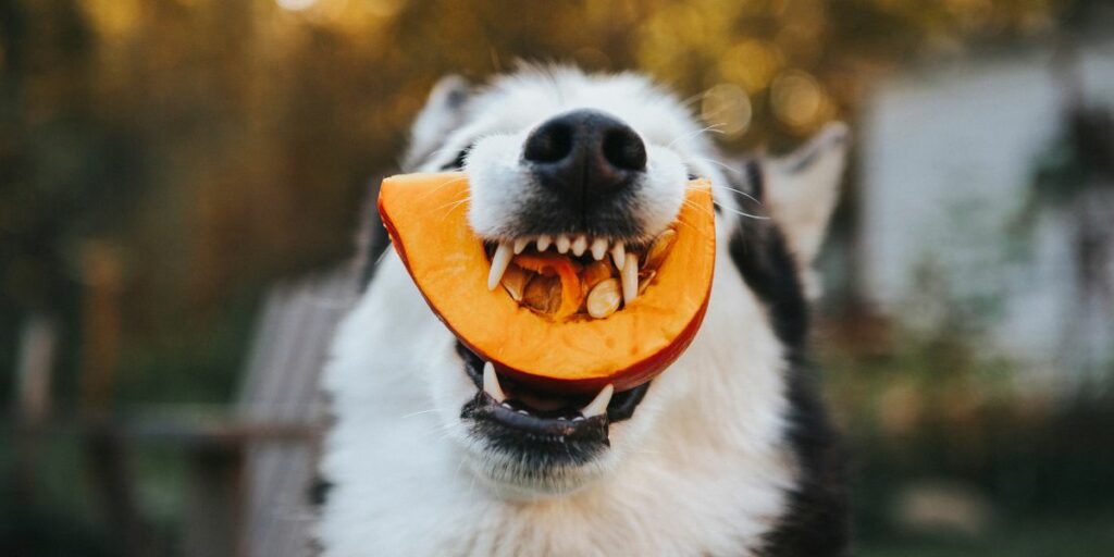 Zucca cane