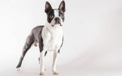 Il Boston Terrier: il “gentiluomo americano”
