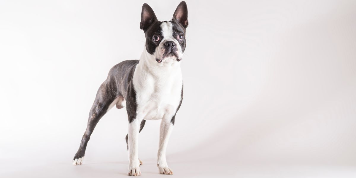 Boston Terrier