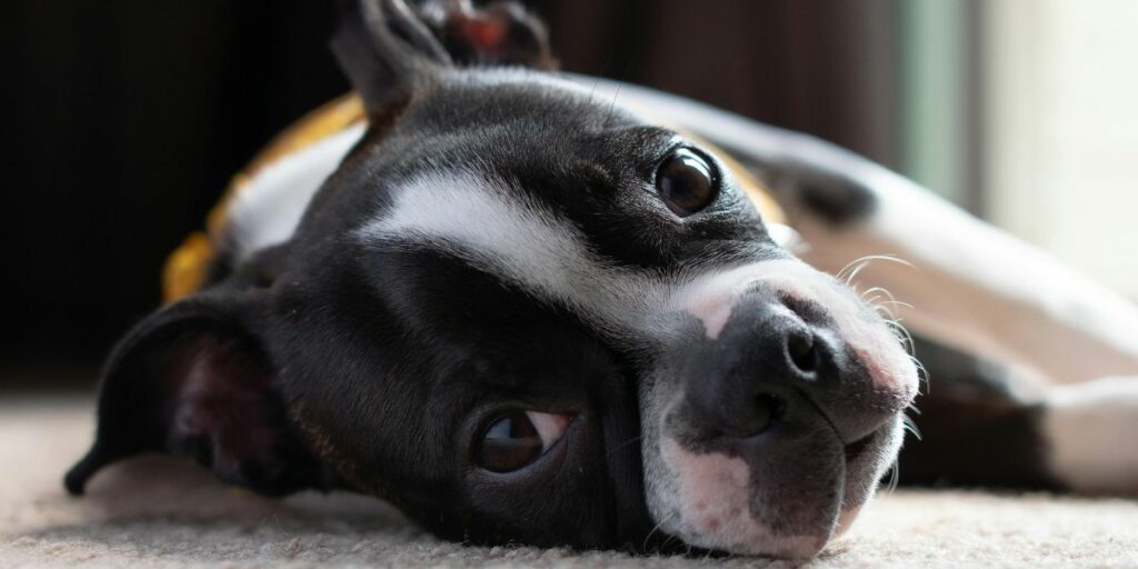 Boston Terrier