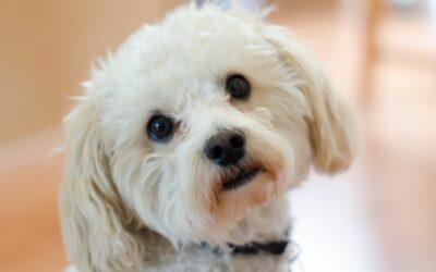 Il Maltipoo: quando dolcezza e intelligenza si fondono