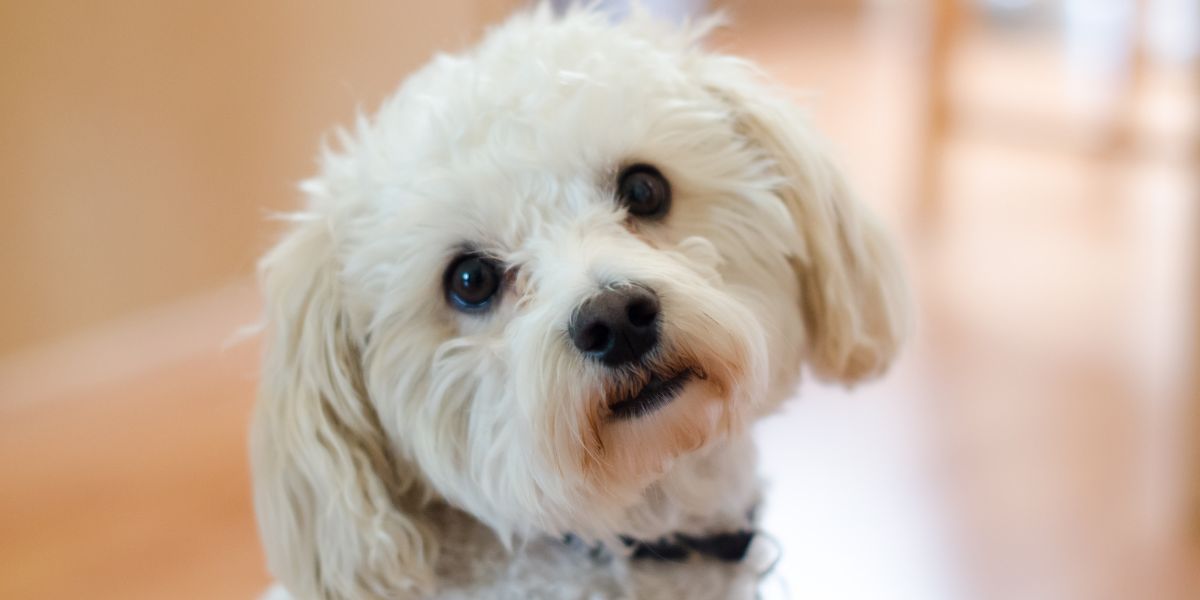 Maltipoo