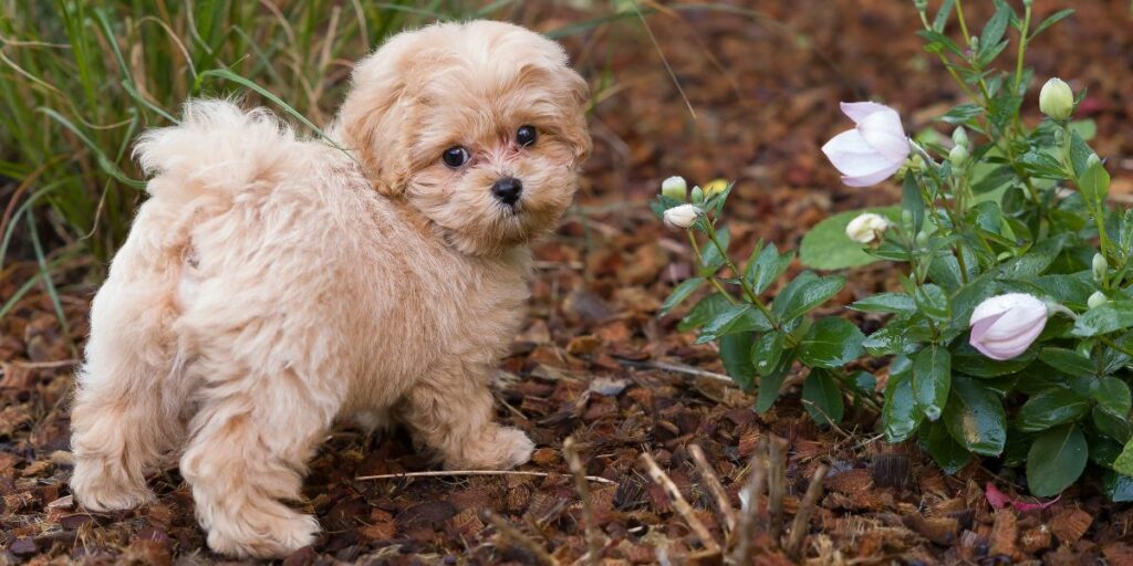 Maltipoo