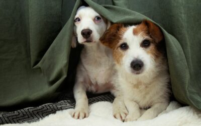 Perché il cane trema? Ecco cosa dovresti sapere