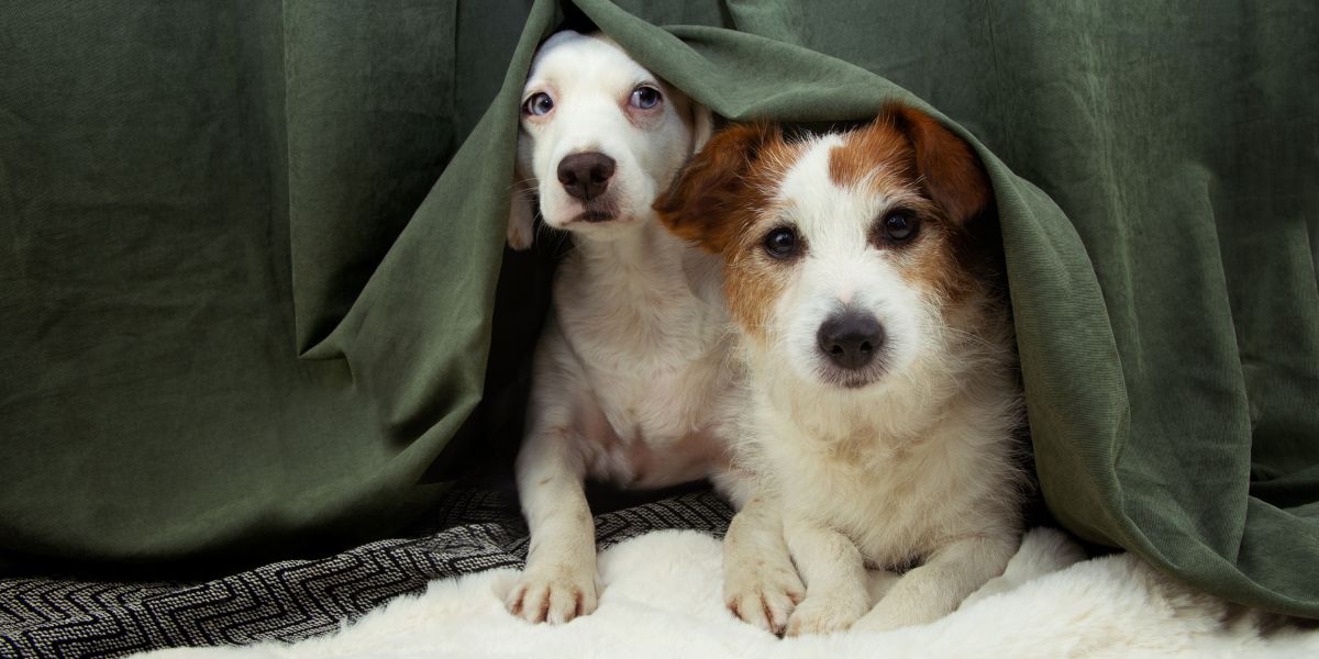 Perché il cane trema