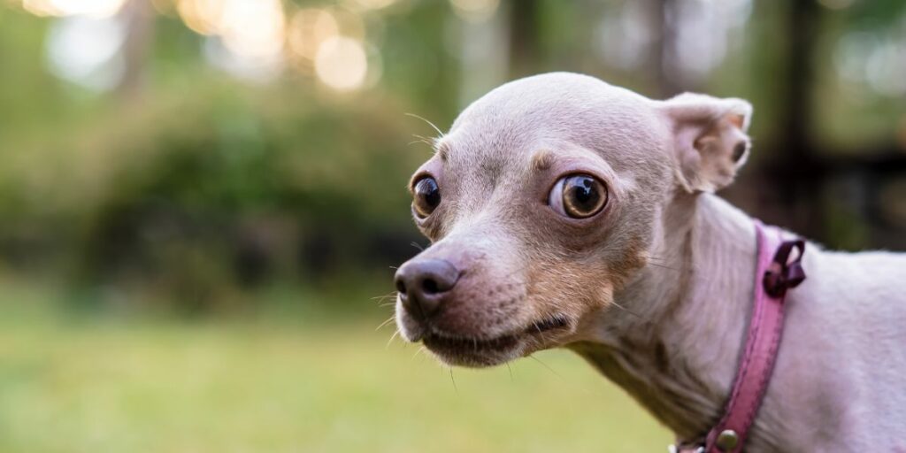 Perché il cane trema