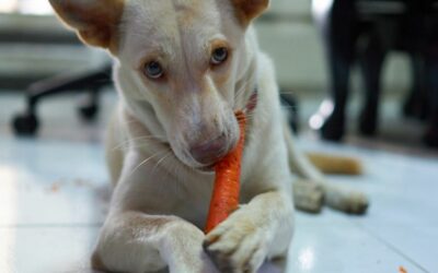 Cane e carote: guida ai benefici di un inserimento nella dieta
