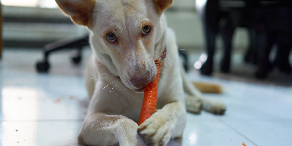 Cane e carote