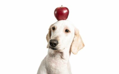 Cane e mela: tutto quello che devi sapere sulla mela nell’alimentazione del cane