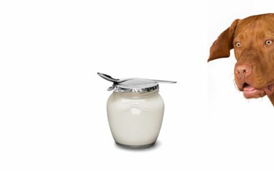Il cane può mangiare lo yogurt?