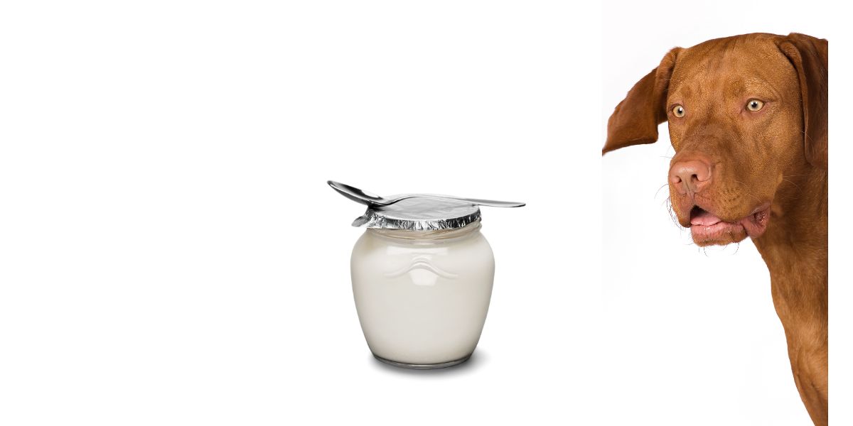 Yogurt al cane