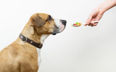 Probiotici per cani: cosa sono e come possono aiutare il tuo amico?