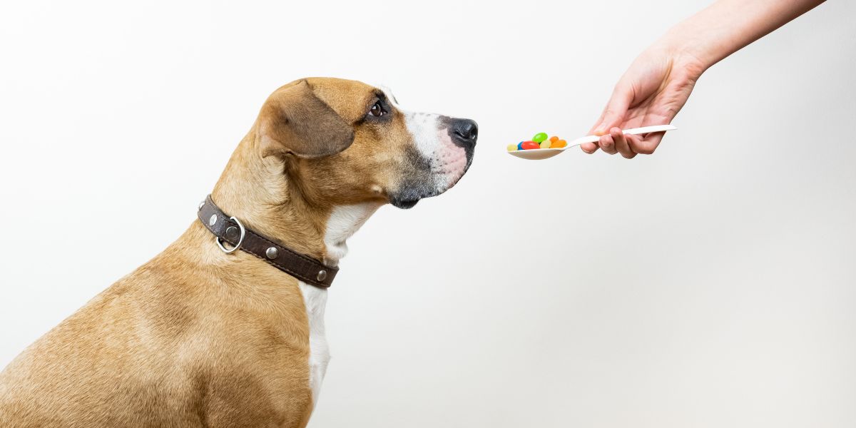 Probiotici per cani