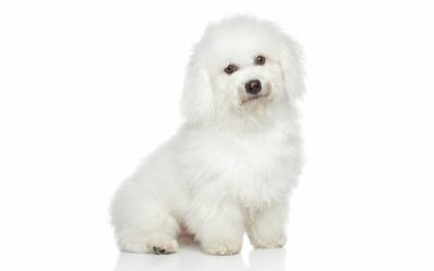 Il Bichon Frisé: l’aristocratico dal cuore tenero
