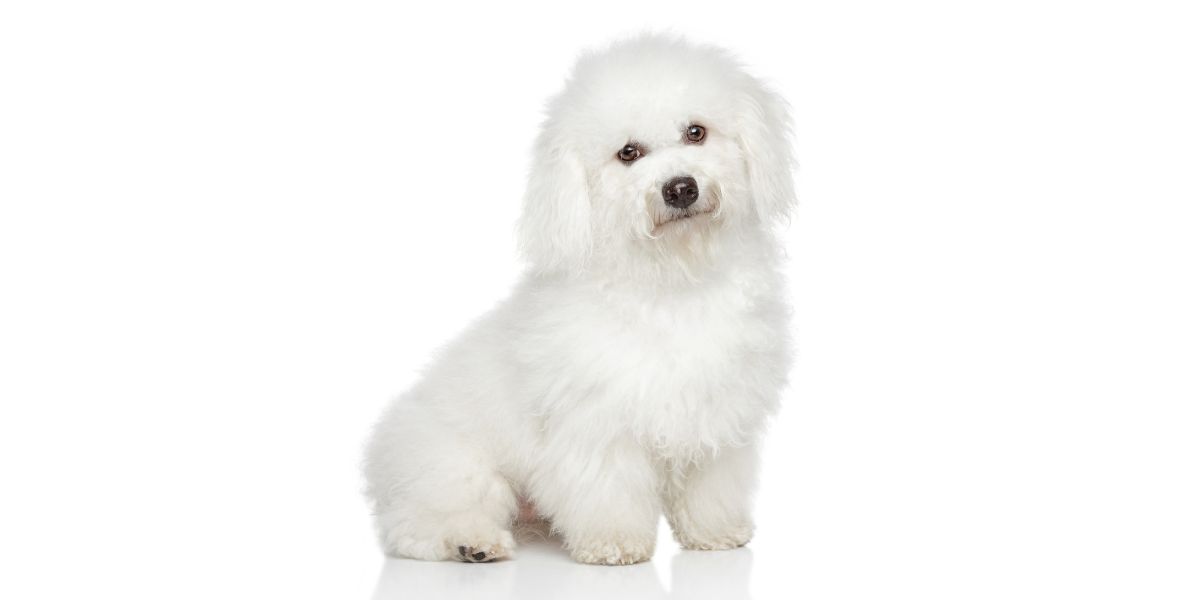 Bichon Frisé
