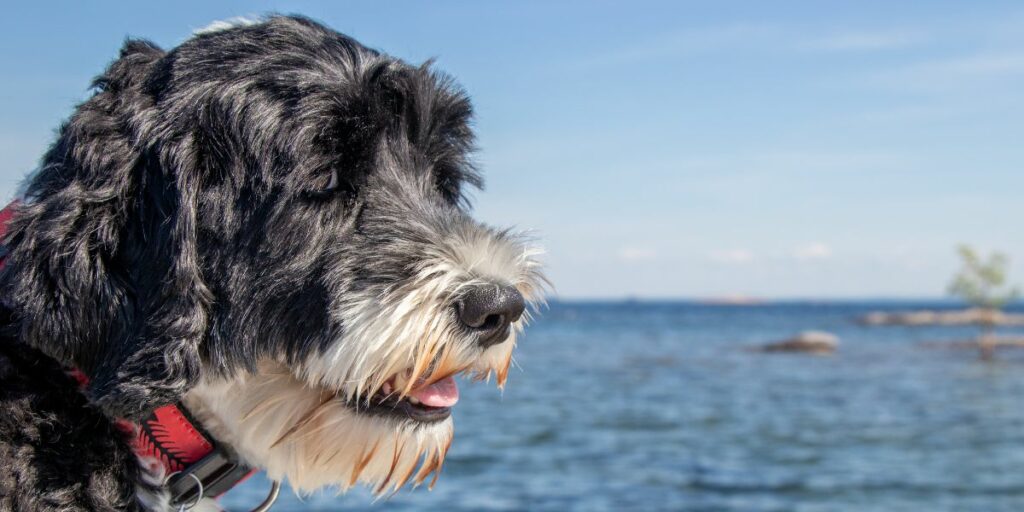 Portuguese Water Dog