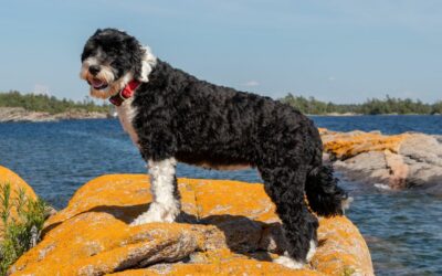 Il Cane d’Acqua Portoghese: un marinaio dal cuore fedele