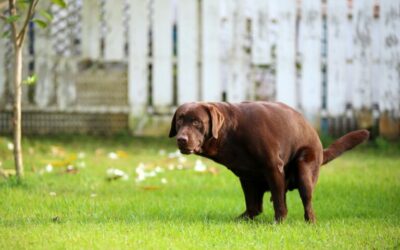 Sangue nelle feci del cane: una guida completa per i proprietari