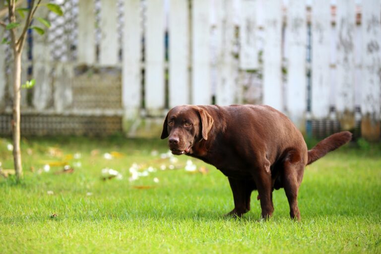 sangue nelle feci del cane
