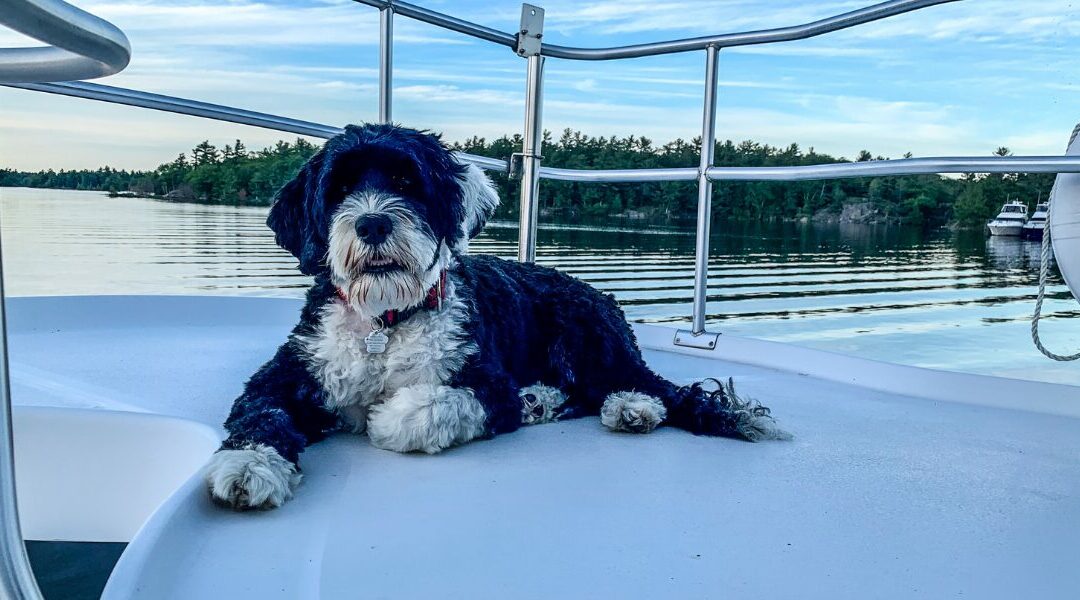 Il Cane d’Acqua Portoghese: standard di razza