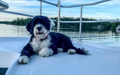 Il Cane d’Acqua Portoghese: standard di razza