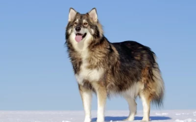 Utonagan: il cane più simile al lupo che esista