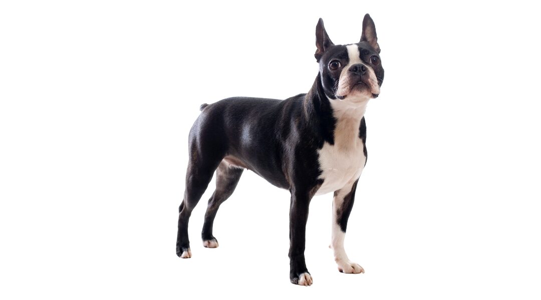 Il Boston Terrier: analisi approfondita dello standard di razza