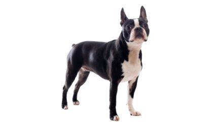 Il Boston Terrier: analisi approfondita dello standard di razza