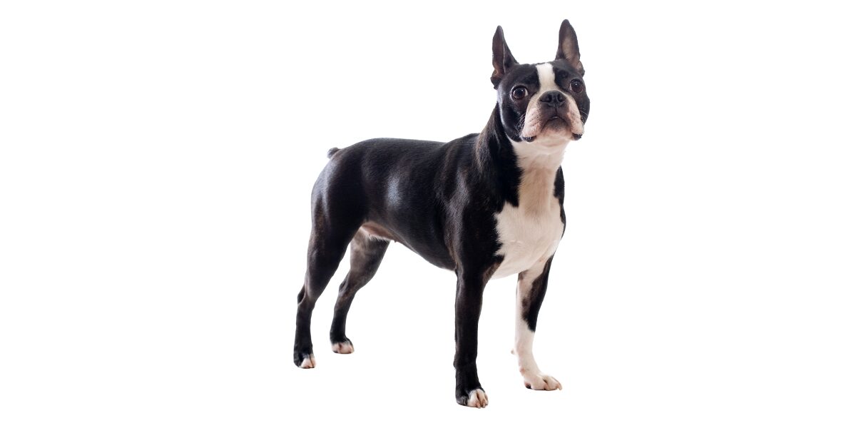Boston Terrier
