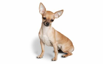Come si chiama il cane più piccolo del mondo?
