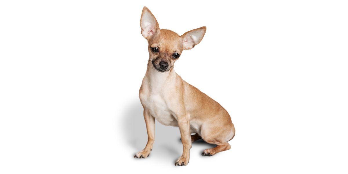 Come si chiama il cane più piccolo del mondo?