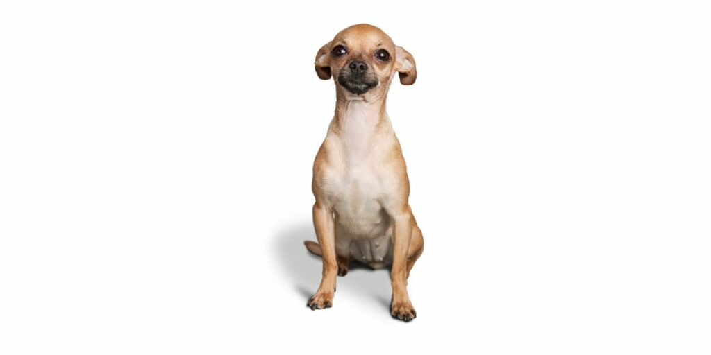 Come si chiama il cane più piccolo del mondo?