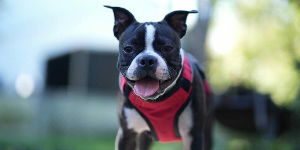 Boston Terrier