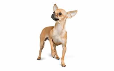 Il Chihuahua: analisi approfondita dello standard di razza