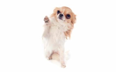 Il Chihuahua: un gigante in miniatura