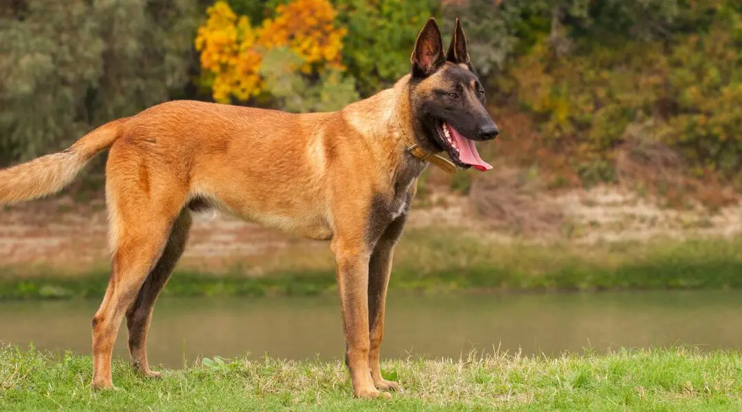 Il Pastore Belga Malinois: l’atleta elite del mondo canino