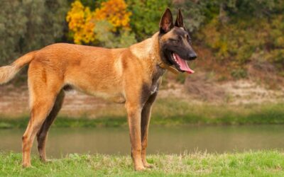 Il Pastore Belga Malinois: l’atleta elite del mondo canino