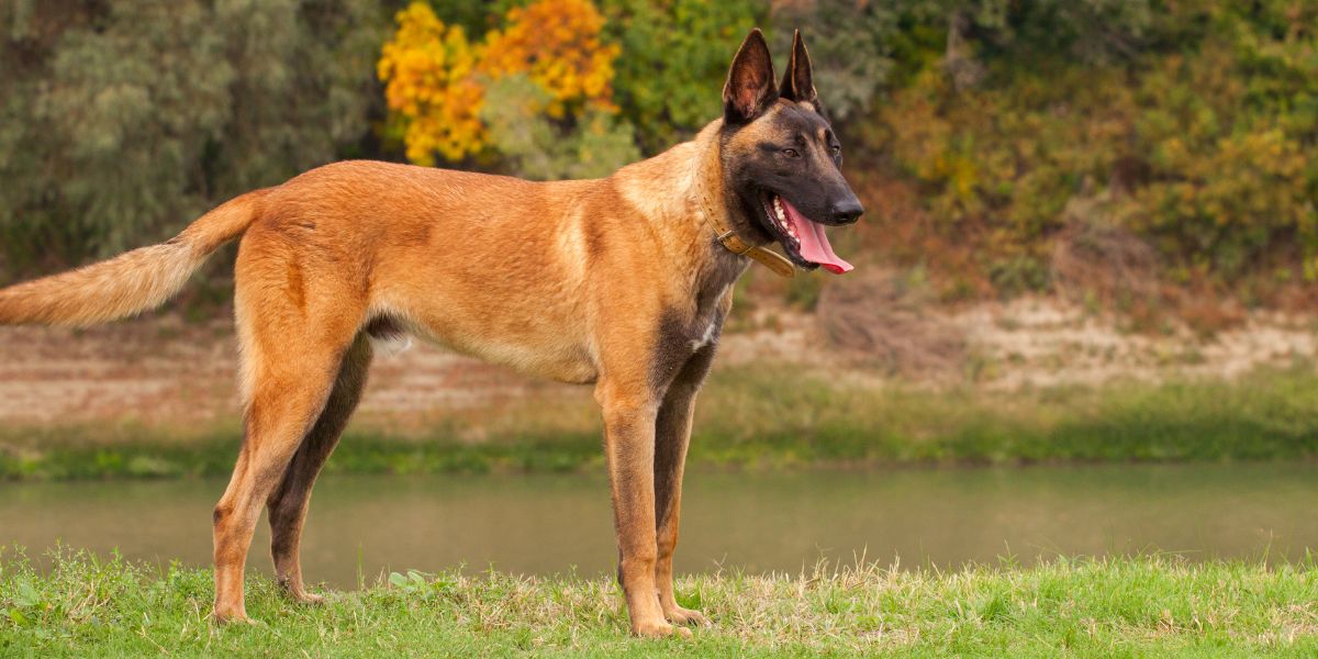 Pastore Belga Malinois