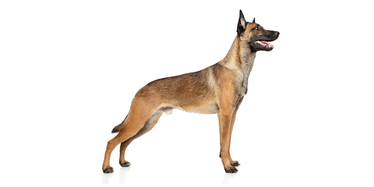 Pastore Belga Malinois