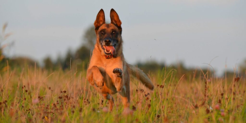 Pastore Belga Malinois