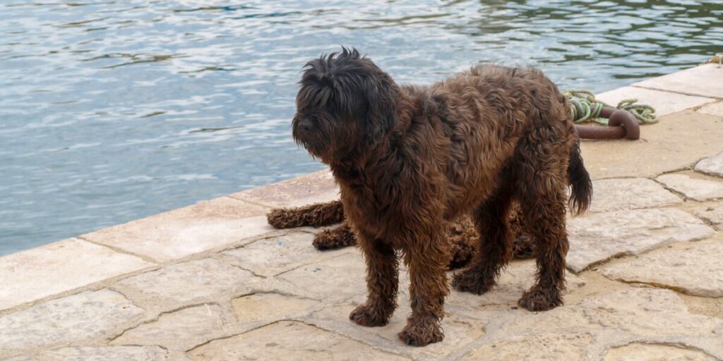 Cane d'Acqua Portoghese
