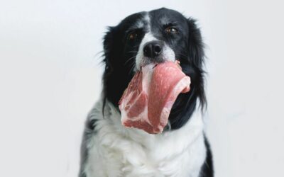 Carne cruda per cani: scopri tutti i benefici e i rischi