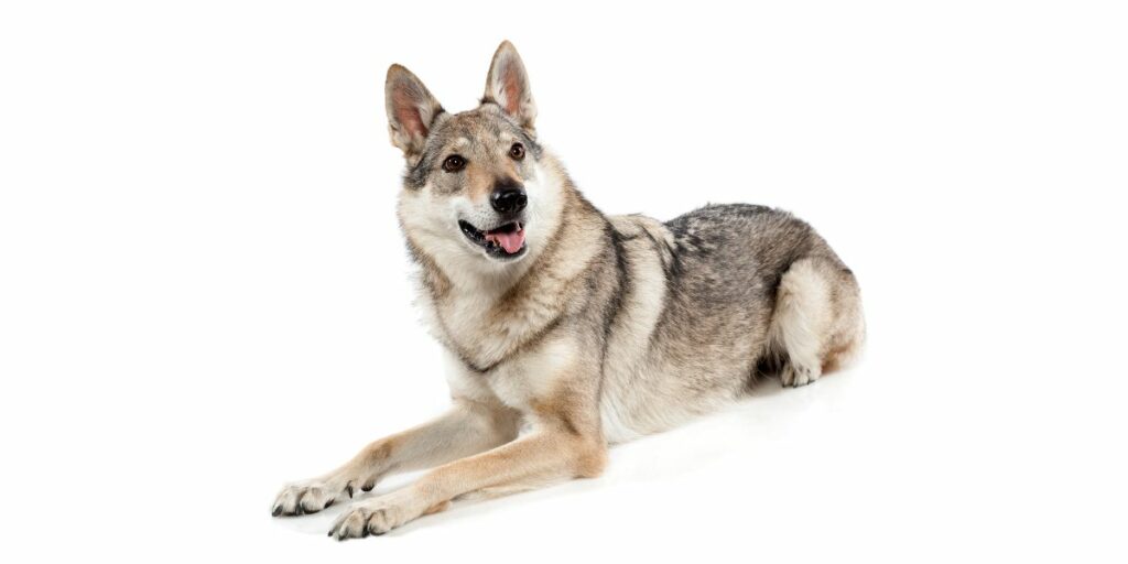Cane Lupo Cecoslovacco