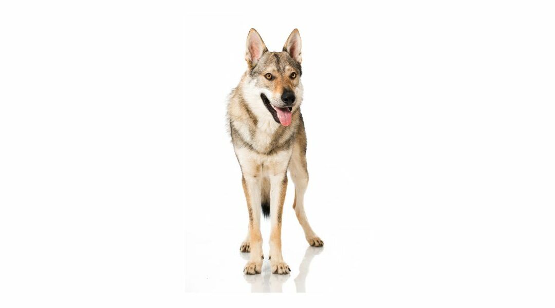 Il Cane Lupo Cecoslovacco: quando l’istinto naturale entra nelle nostre case