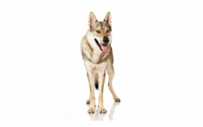Il Cane Lupo Cecoslovacco: quando l’istinto naturale entra nelle nostre case