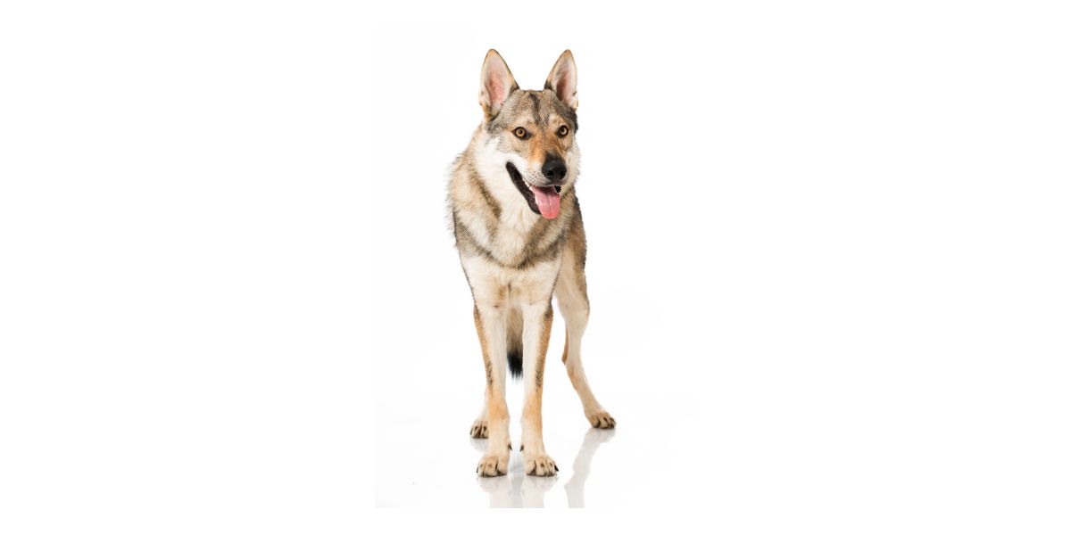 Cane Lupo Cecoslovacco
